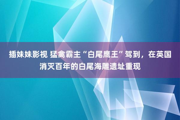 插妹妹影视 猛禽霸主“白尾鹰王”驾到，在英国消灭百年的白尾海雕遗址重现